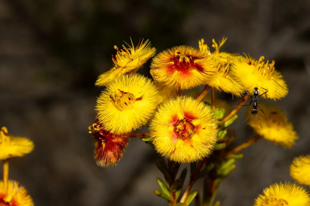 Northern Grandiflora