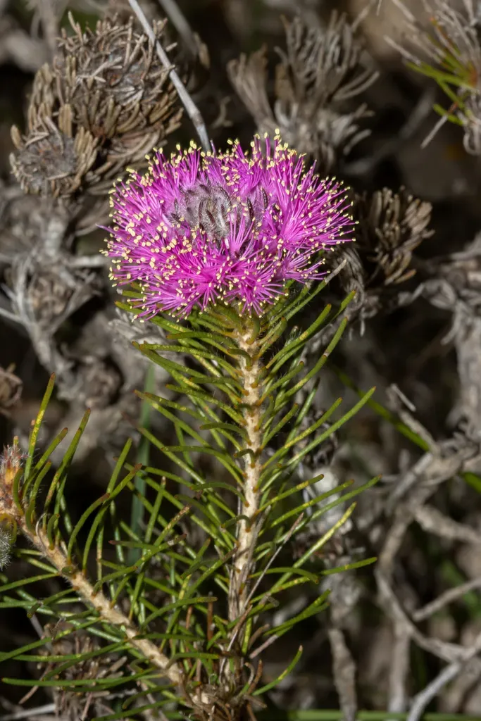 Melaleuca Trichophylla