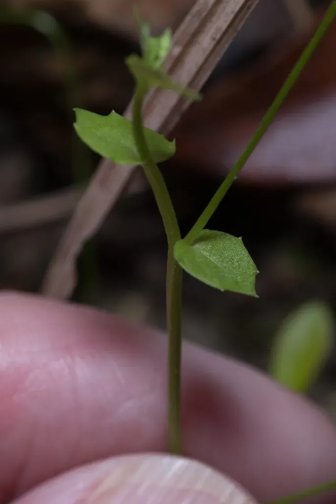 Lobelia Quadrangularis