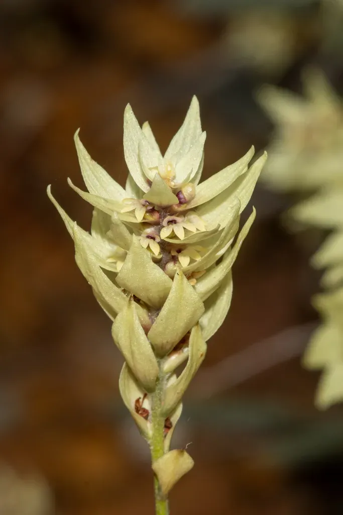 Conospermum Glumaceum