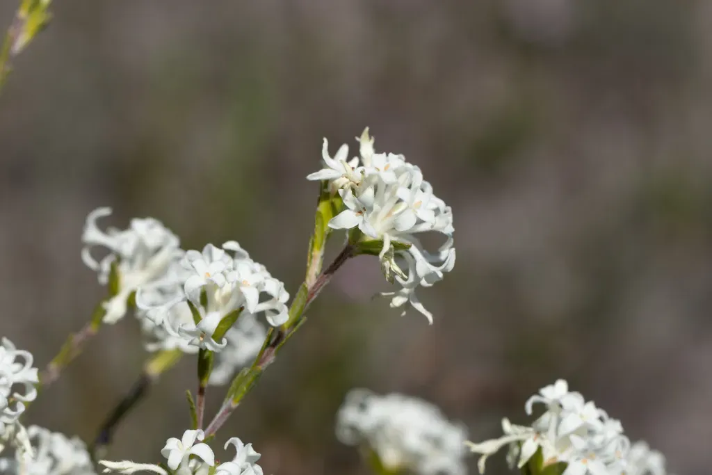 Heath Riceflower