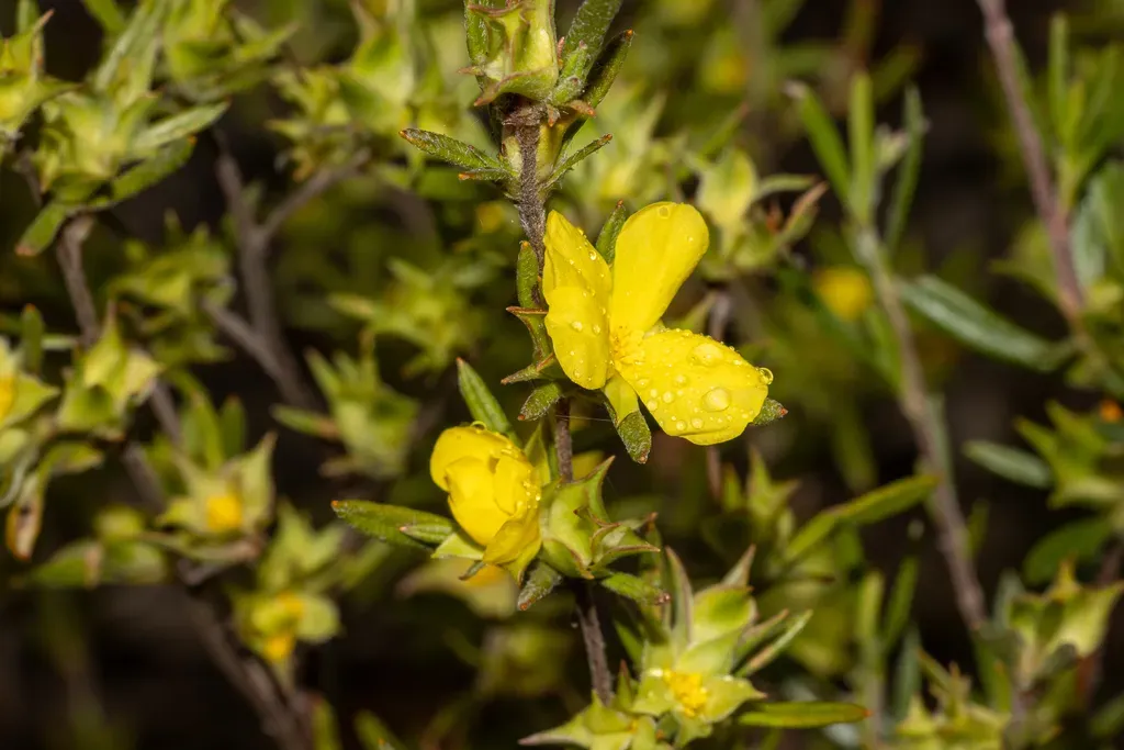 Hibbertia Squarrosa