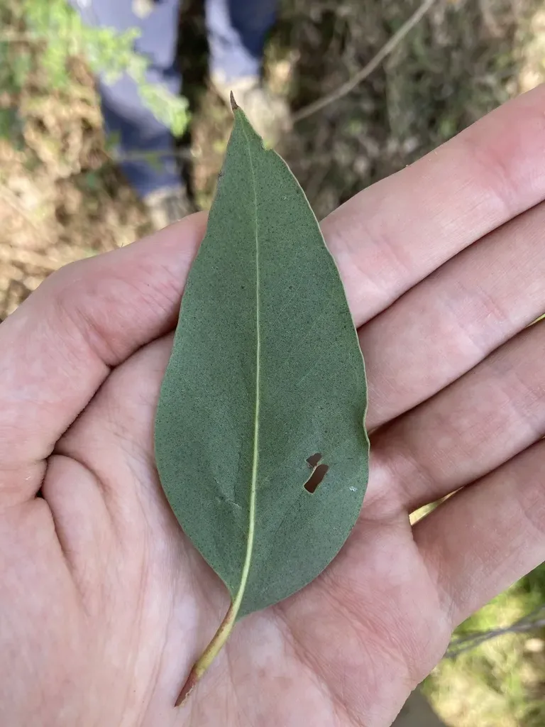 Thin-leaved Stringybark
