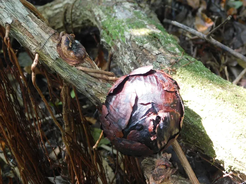 Rafflesia Horsfieldii