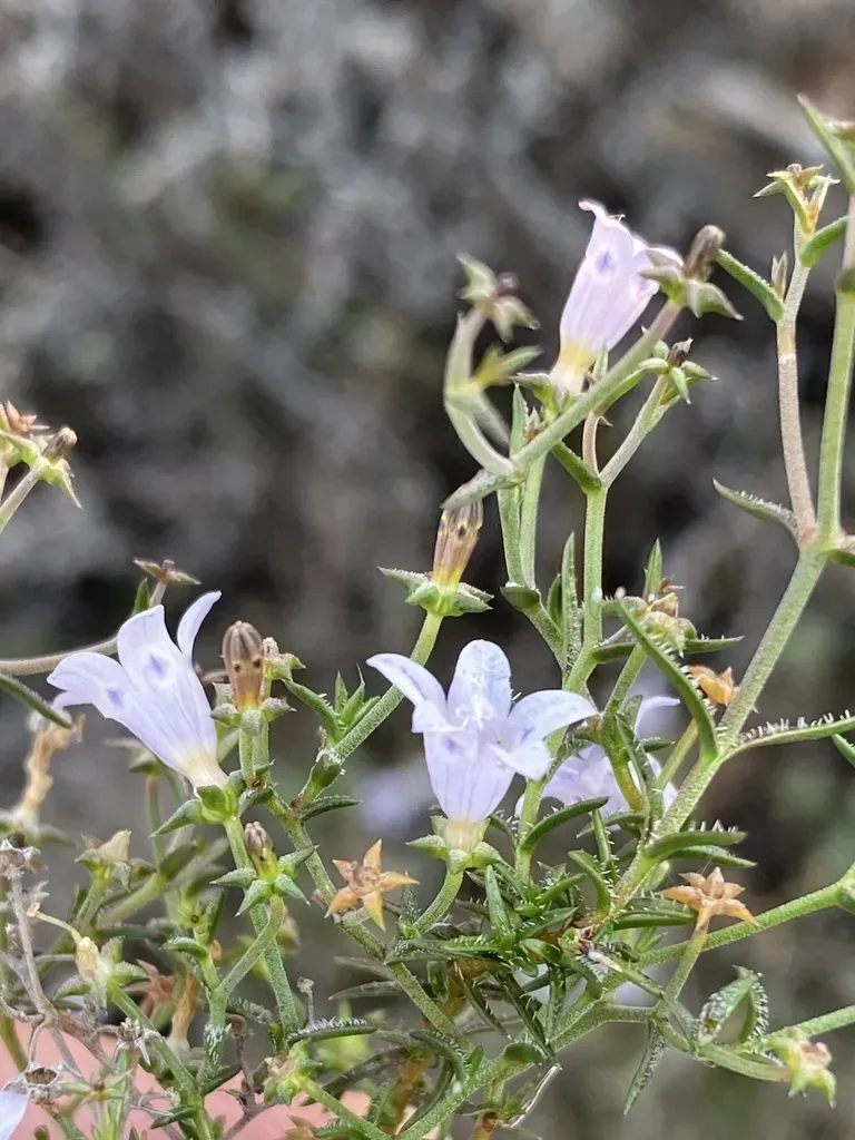 Wahlenbergia Decipiens