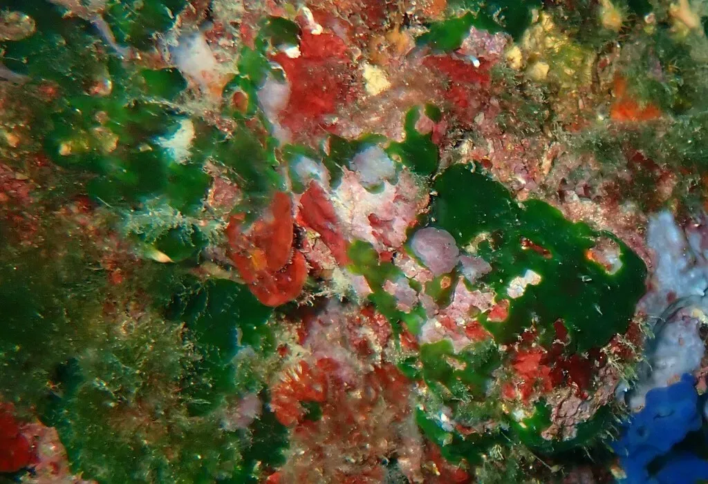 Palmophyllum Crassum