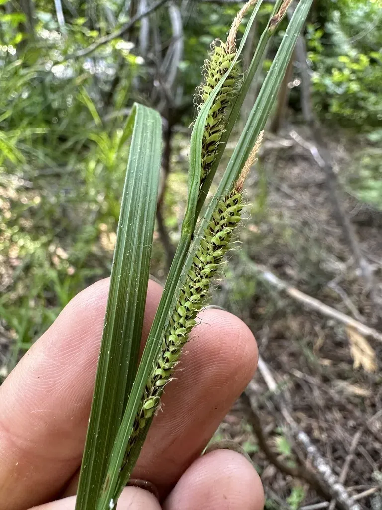 Narrow-leaved Sedge