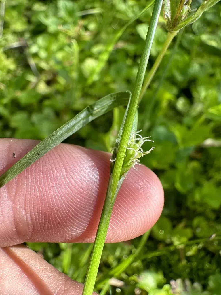 Lemmon's Sedge