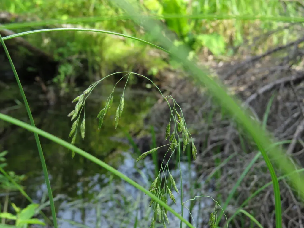 Pale False Mannagrass