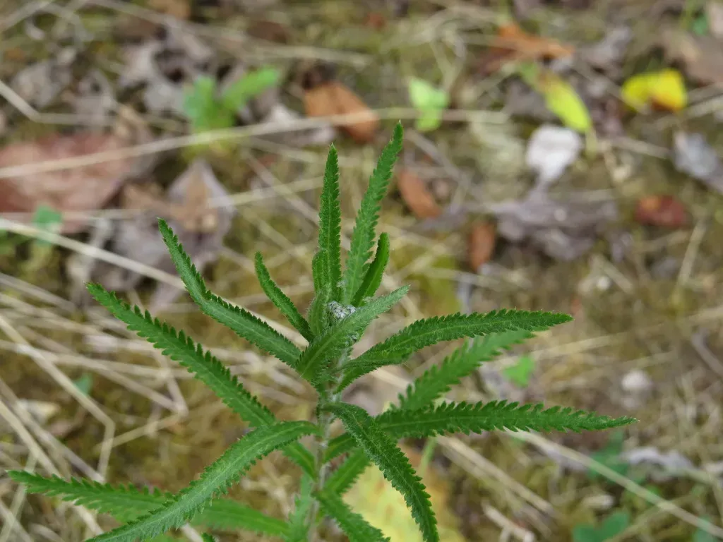 Siberian Yarrow
