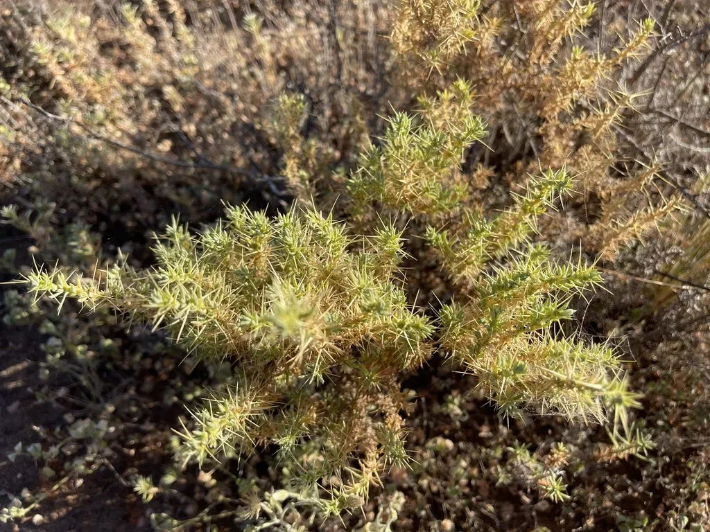 Limestone Copperburr