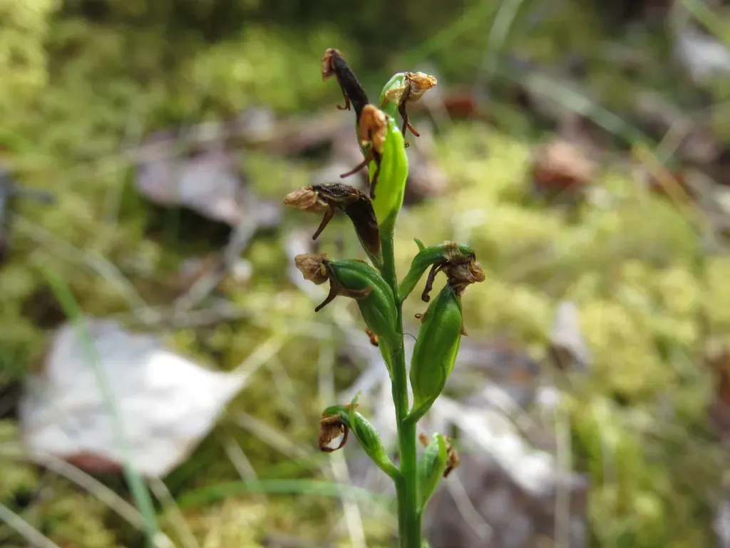 Blunt-leaved Orchid