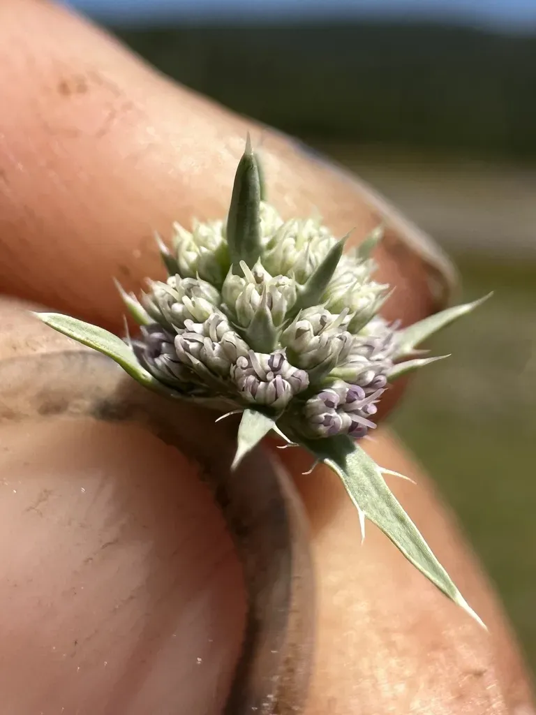 Alisma-leaved Button-celery