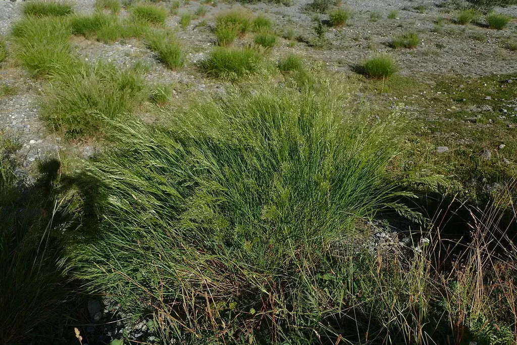 Alpine Plume Grass
