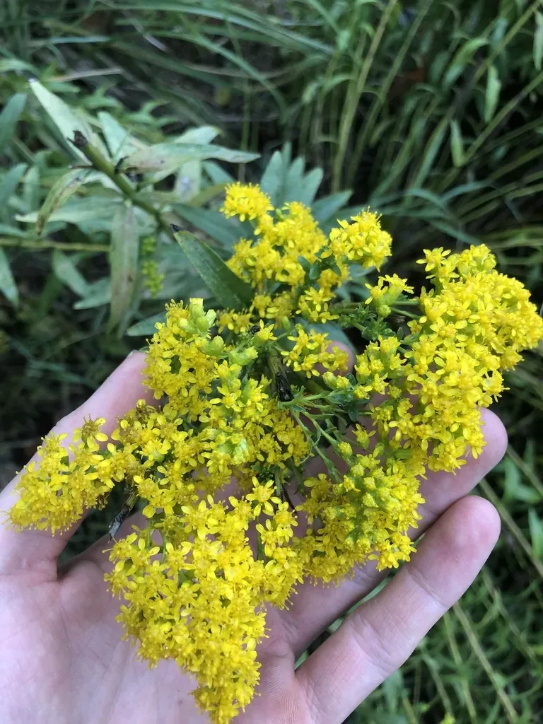 Short's Goldenrod