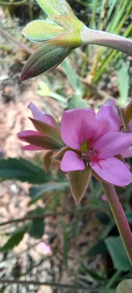 Sandveld Storksbill