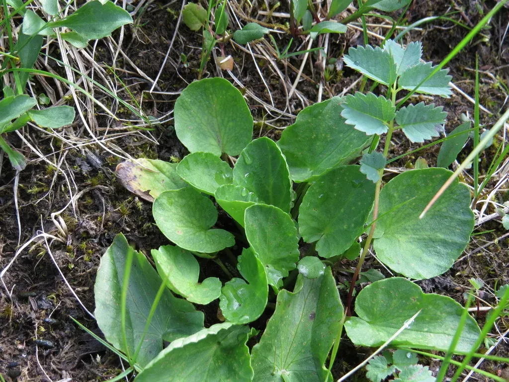 Western Marsh Marigold
