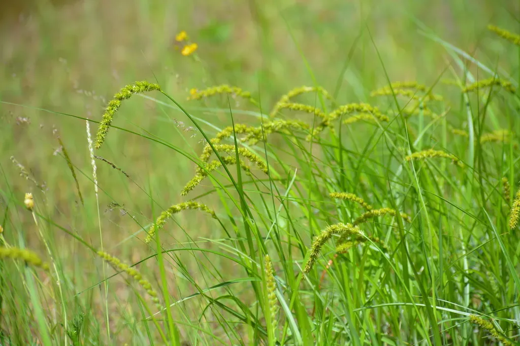 Mountain Cat-tail Sedge