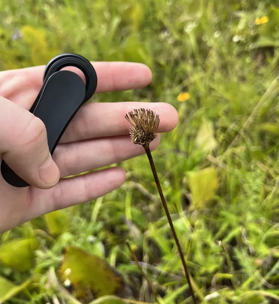 Oak Barrens Barbara's-buttons