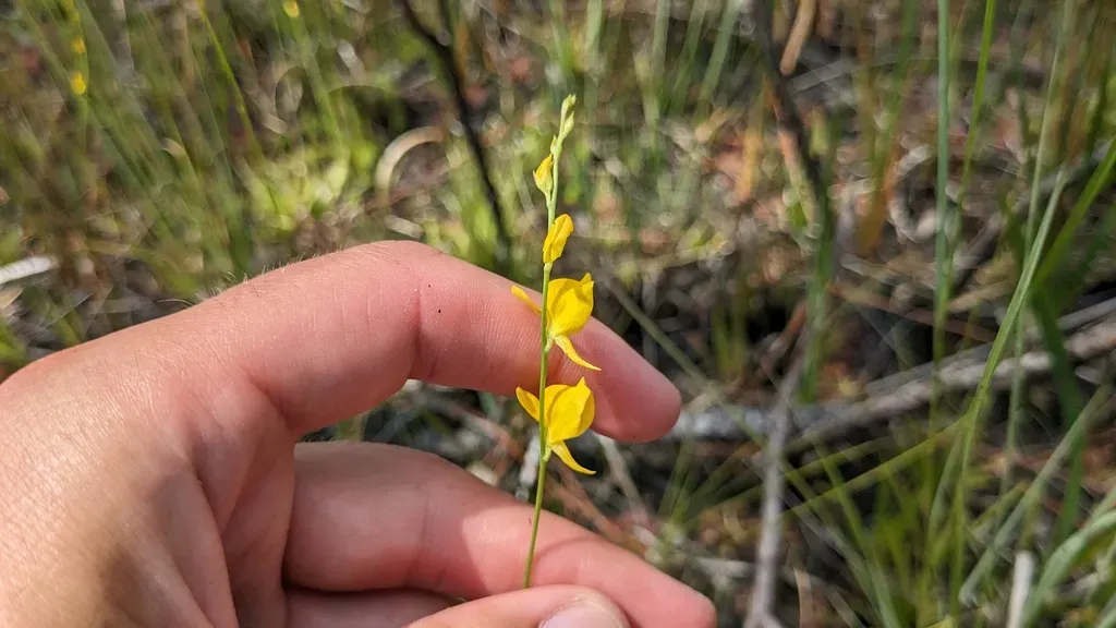 Southern Bladderwort