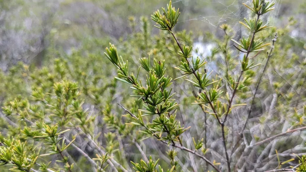 Apalachicola St. Johnswort