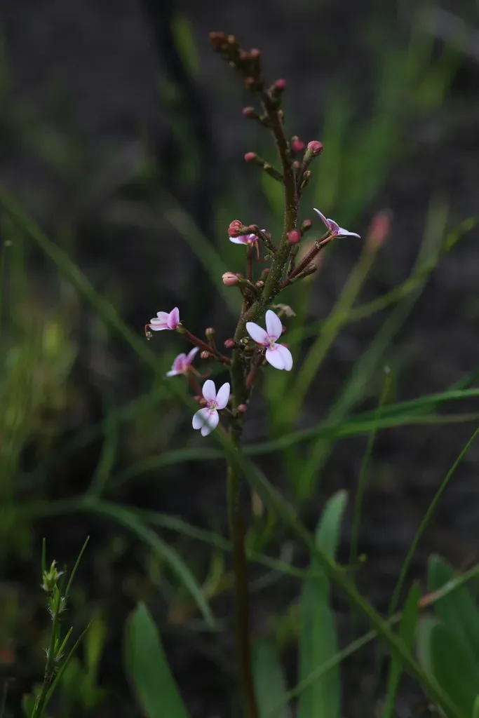 Thick-leaved Triggerplant