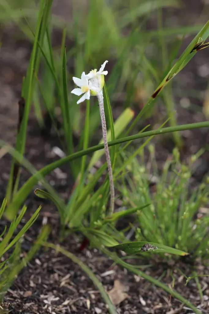 Hairy-stigma Tiurndin