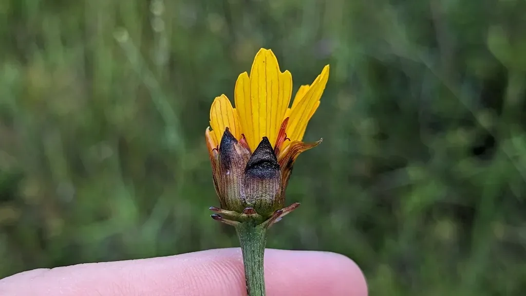 Coastal Plain Tickseed