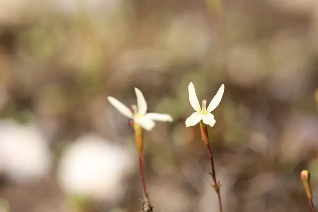 Stylidium Xanthellum