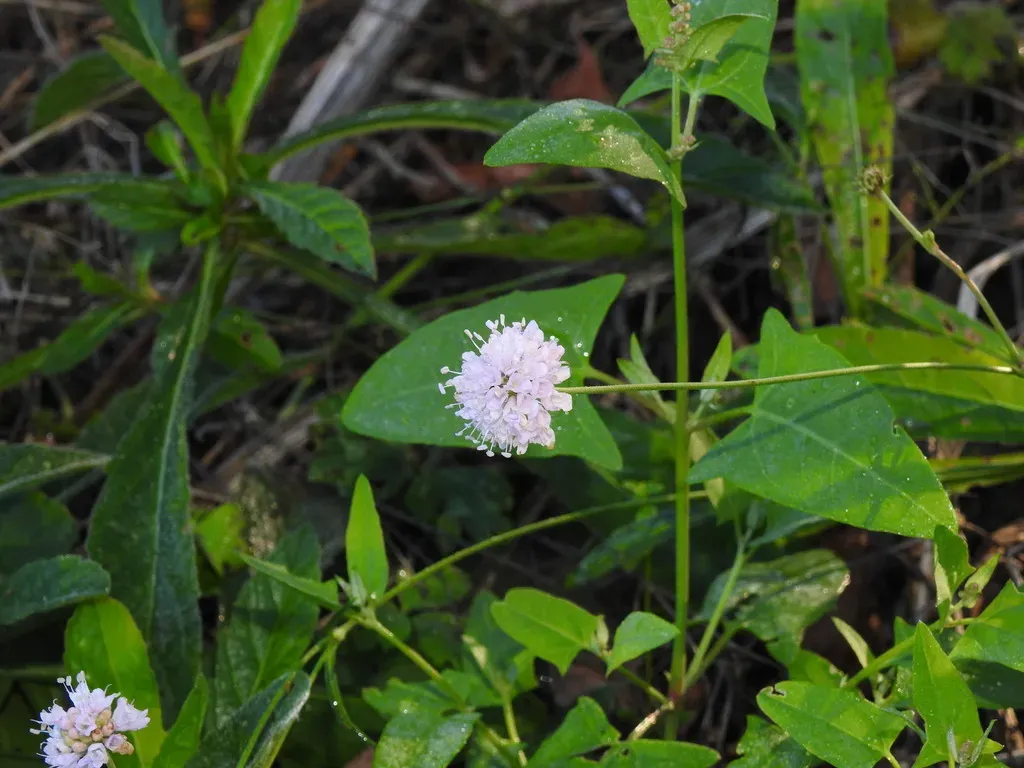 Succisella Carvalhoana