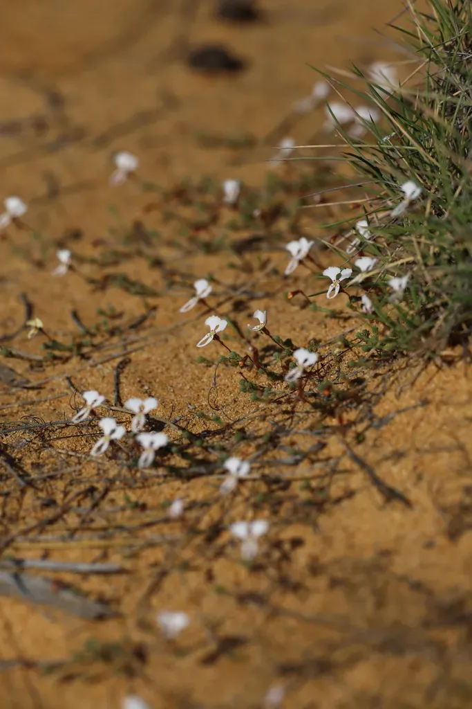 Dancing Triggerplant