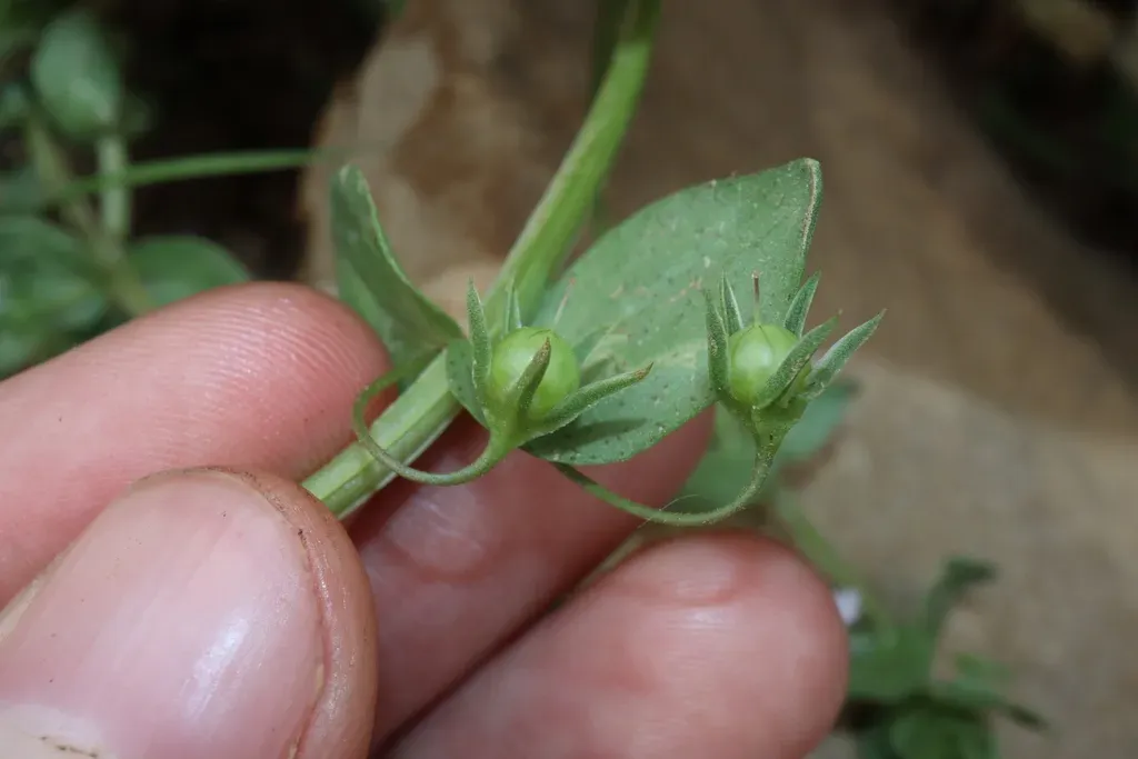 Hybrid Pimpernel