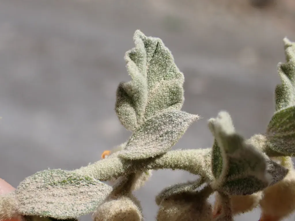 Hermannia Johanssenii