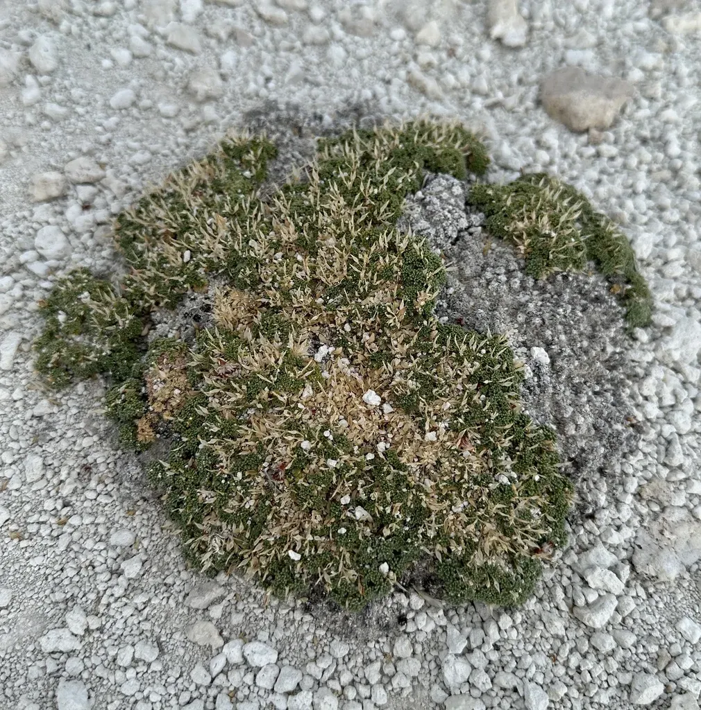 Pincushion Pepperwort