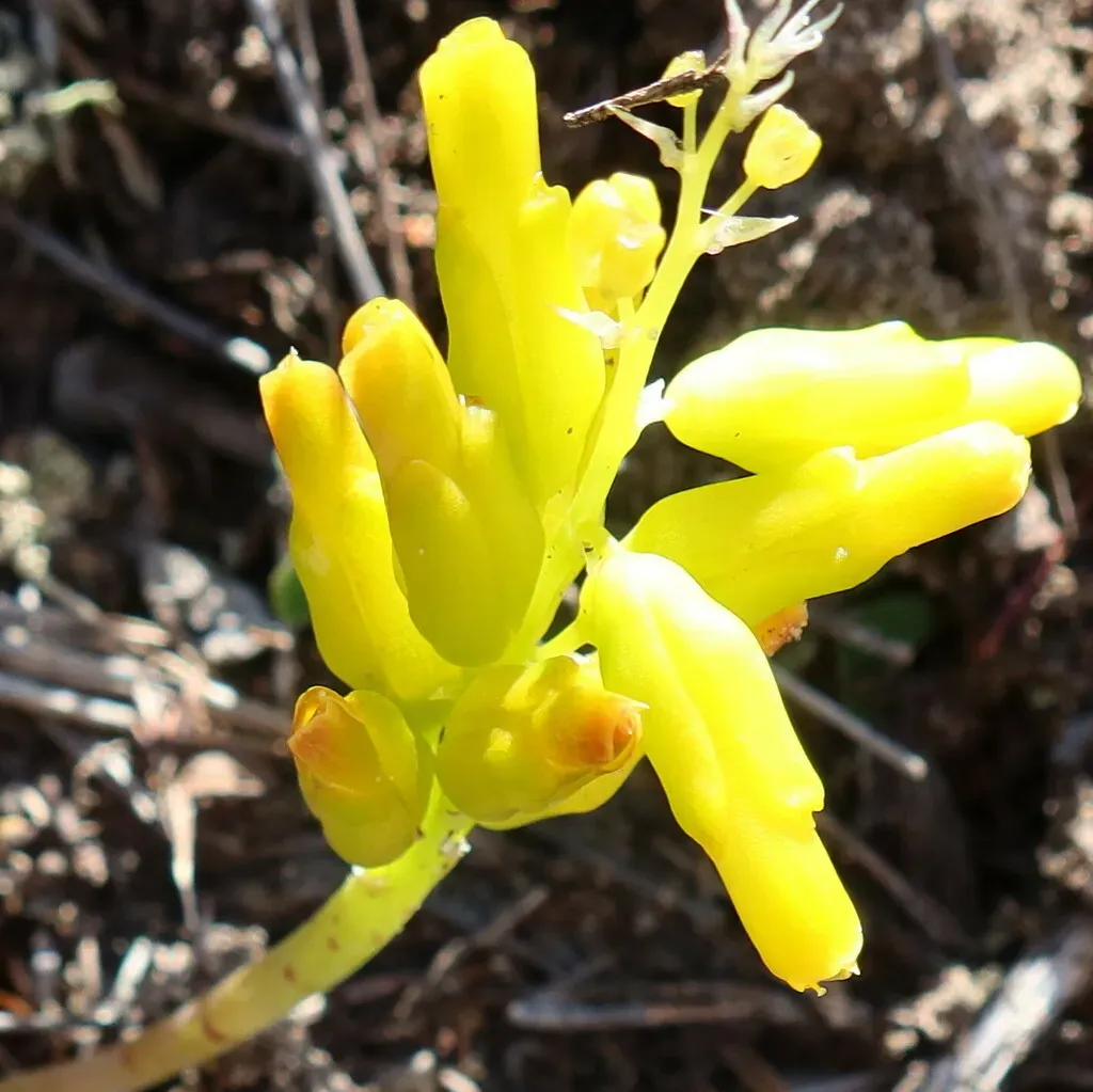 Yellow Spreading Viooltjie