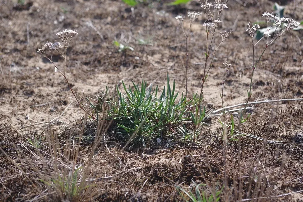 Fastigiate Gypsophila