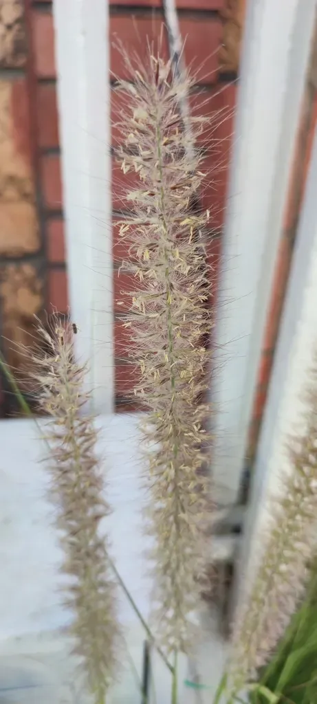 Oriental Fountain Grass