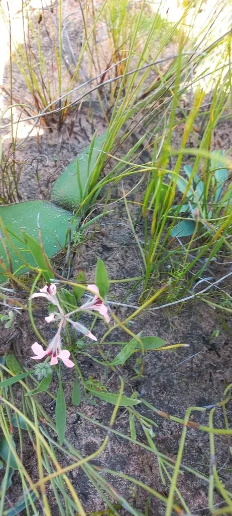 Longleaf Storksbill