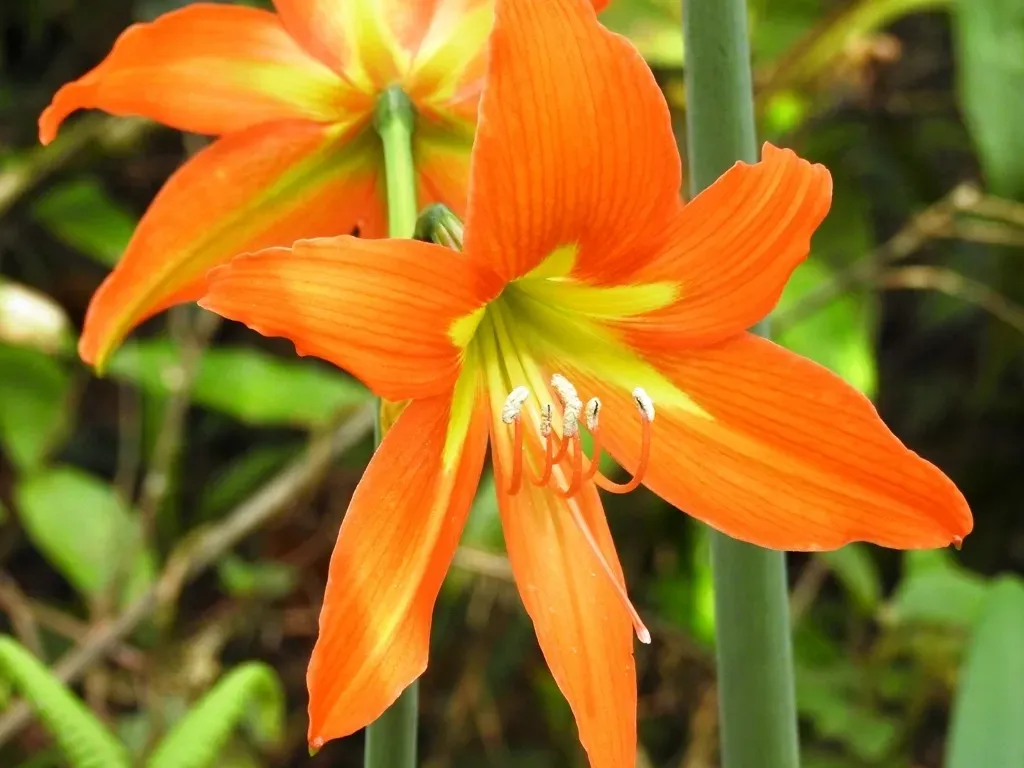 Striped Barbados Lily