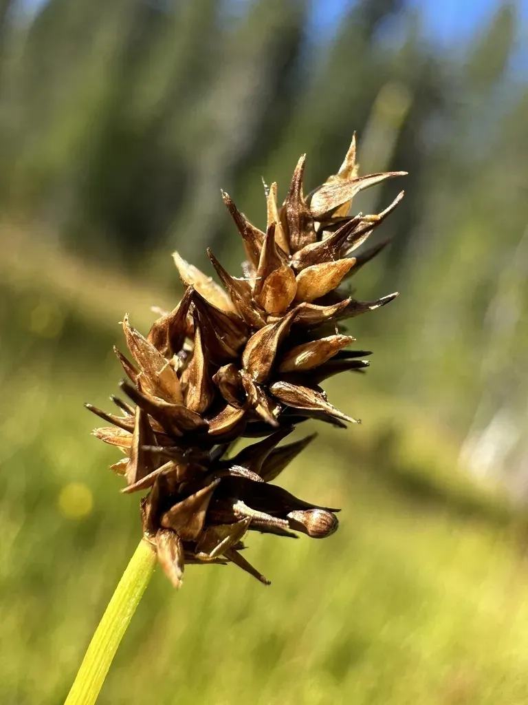 Jones' Sedge
