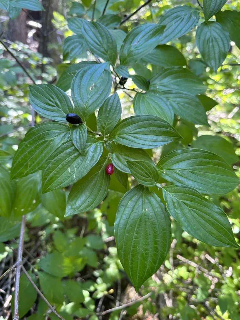 Blackfruit Dogwood