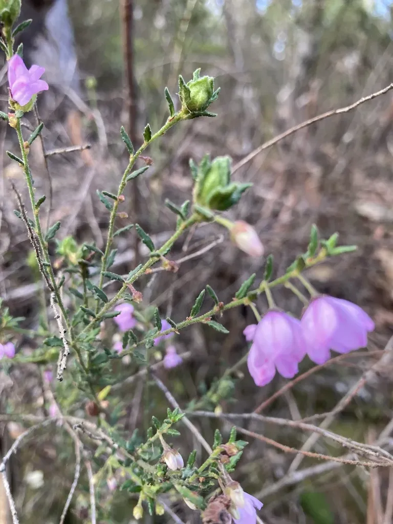 Glandular Pink-bells
