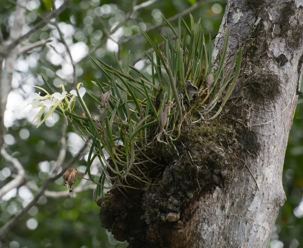 Lady Of The Night Orchid