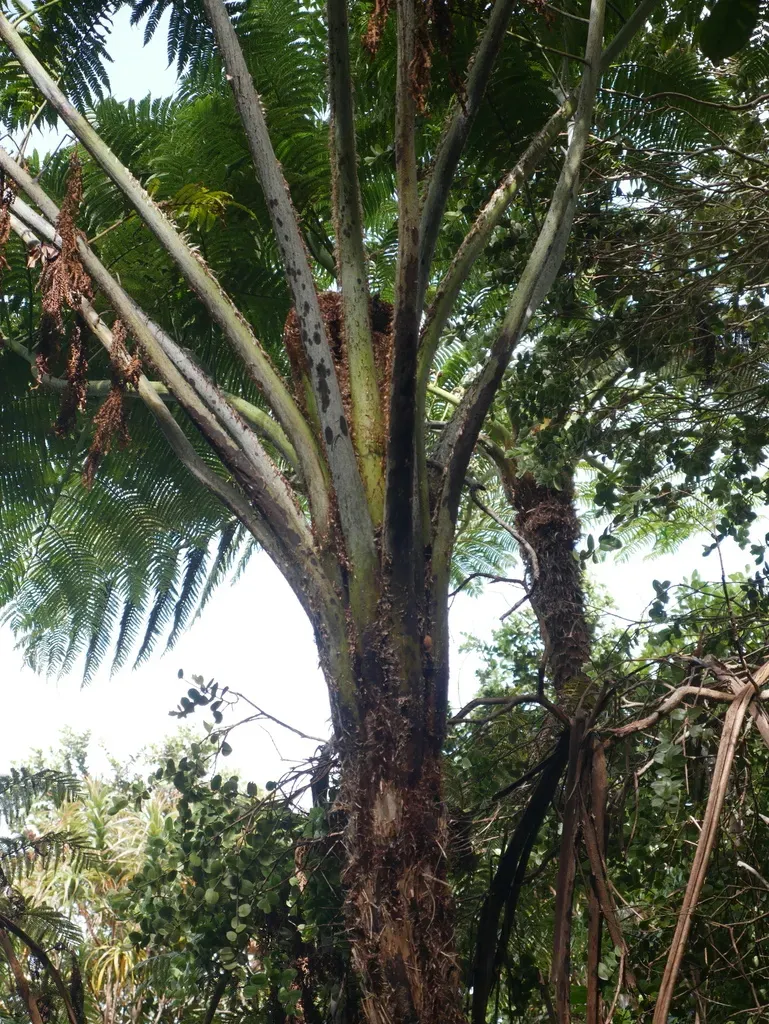 Sphaeropteris Robusta