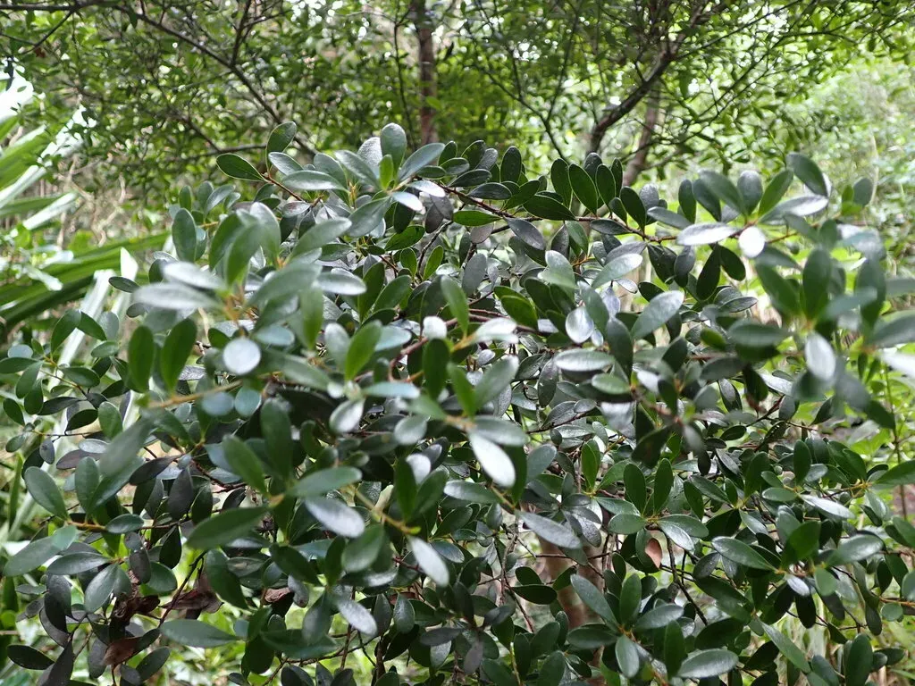 Myrsine Myrtillina