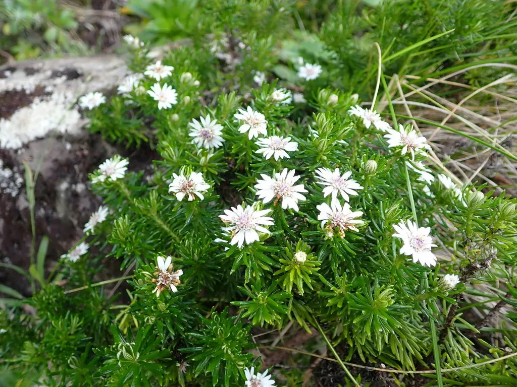 Olearia Ballii