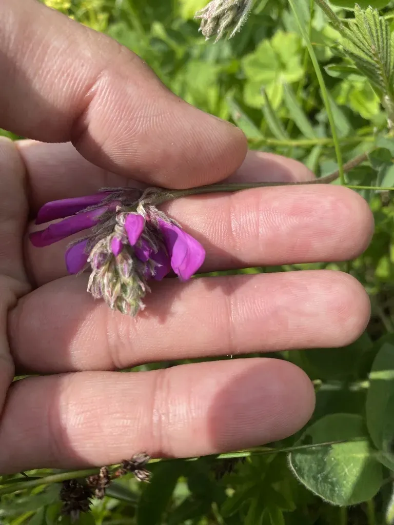 Hedysarum Caucasicum