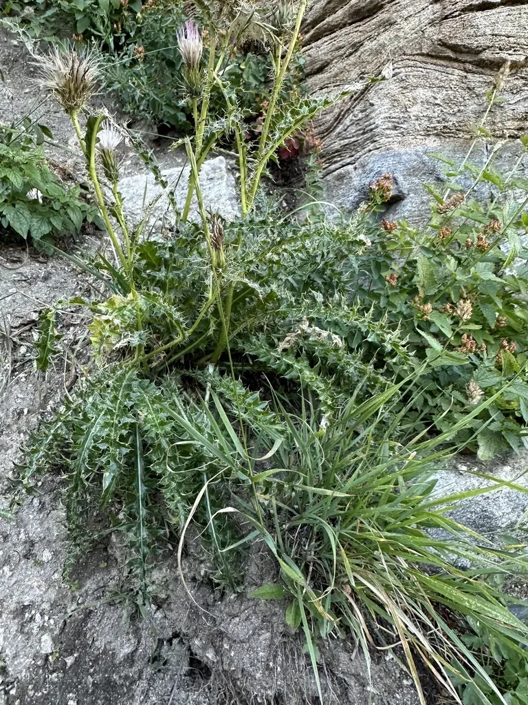 Eaton's Thistle