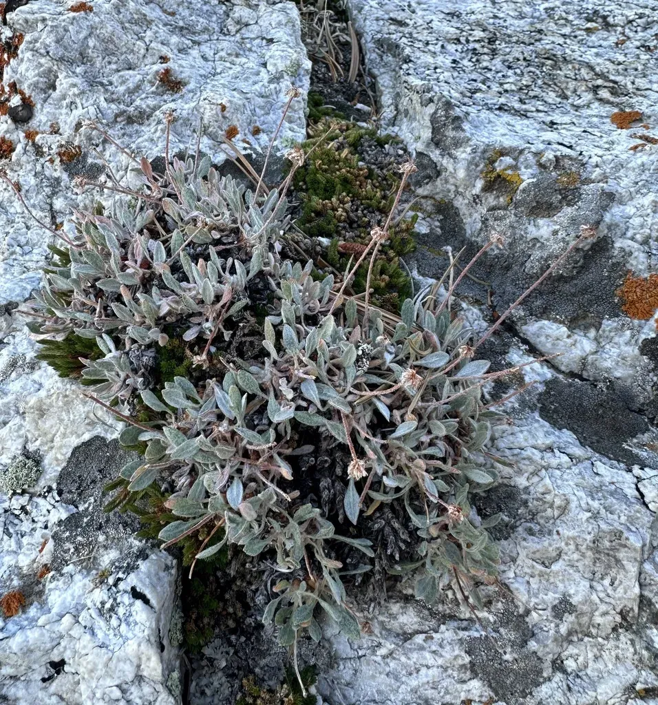 Ruby Mountains Buckwheat