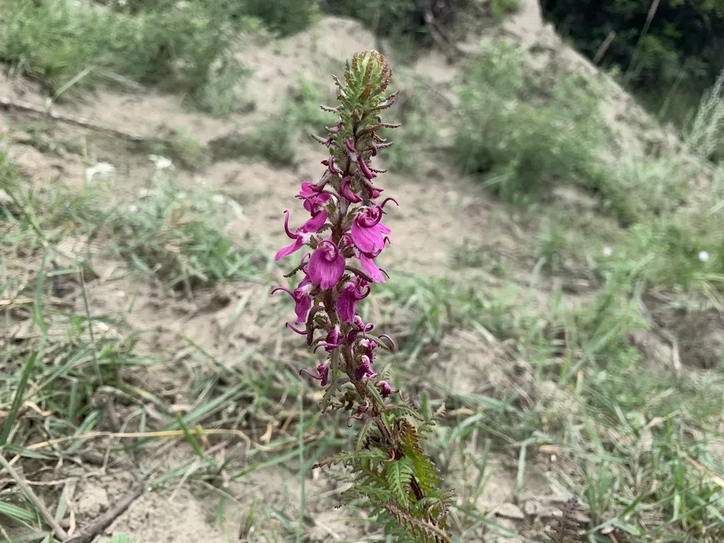 Pedicularis Oliveriana